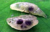 ロード中- Image-